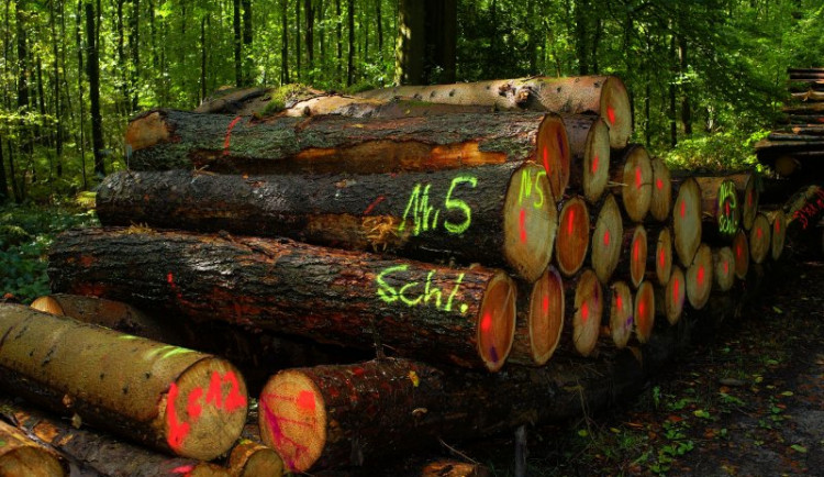 U Hodic ukradli v týdnu 160 kubíků dřeva, hrozí jim až osm let za mřížemi