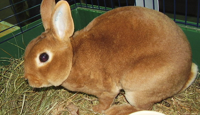 Z cizího pozemku ukradl alkohol a dva chovné králíky, může si odsedět až osm let