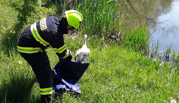 Dobrá věc se podařila. Čápa uvízlého v komíně osvobodili hasiči a vypustili zpět do přírody