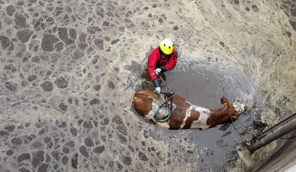 Čtyřhodinová šichta s dobrým koncem. Hasiči zachránili v Kameničce krávu, která spadla do jímky