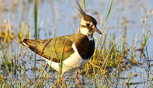 Ochránci přírody na Vysočině letos zachránili desítky hnízd čejek, aby je nezničily zemědělské stroje