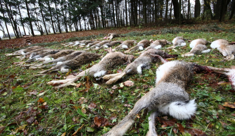 Mířil na zajíce, sedmnácti broky však trefil jiného myslivce
