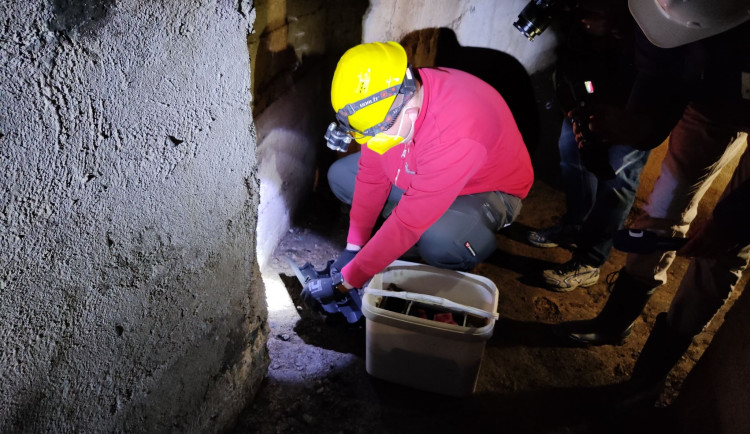 Od tohoto týdne probíhá v Jihlavě deratizace. Potkanů je nejvíce na Březinkách, Dolině nebo v Kollárově ulici