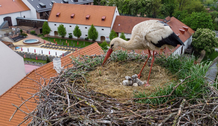 Čapí rodina přišla při dopravní nehodě o tátu, pět zachráněných čápat odchová jiný pár