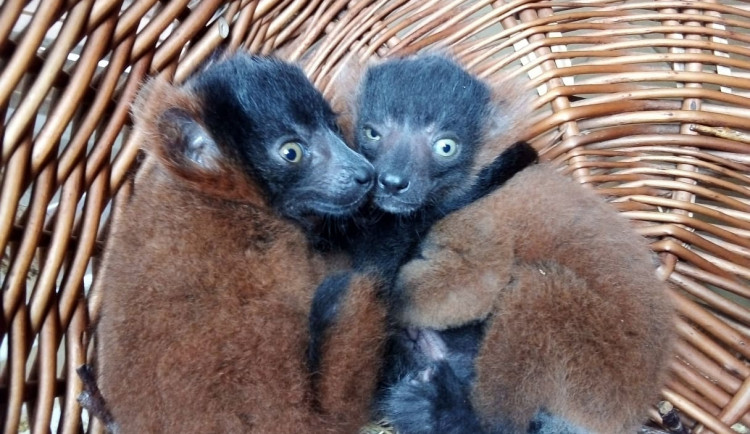 Jihlavská zoo slaví přírůstky, narodila se dvě mláďata vari červených