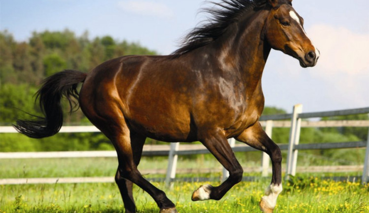 Chovatelce se splašil kůň, do kterého na silnici narazilo projíždějící vozidlo