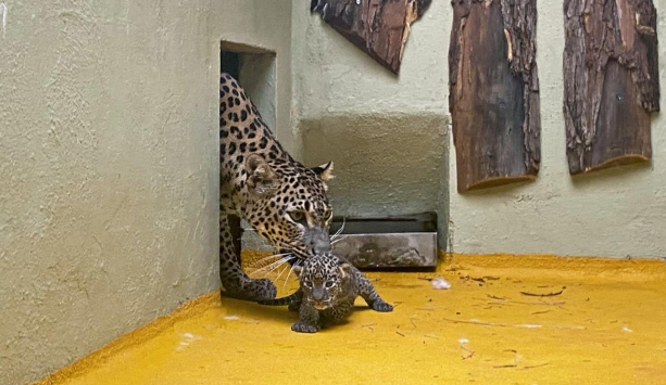 Radostná zpráva z jihlavské zoo, narodila se zde dvě levhartí mláďata