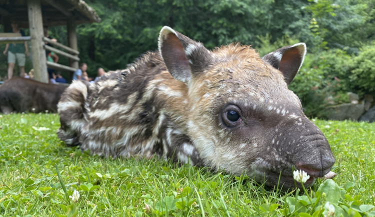 Nejnovější přírůstek v jihlavské zoo, v sobotu se narodila tapíří samička