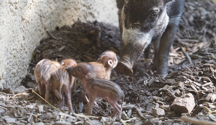 Radostná zpráva z jihlavské zoo, narodila se čtyři mláďata kriticky ohroženého prasete visajánského