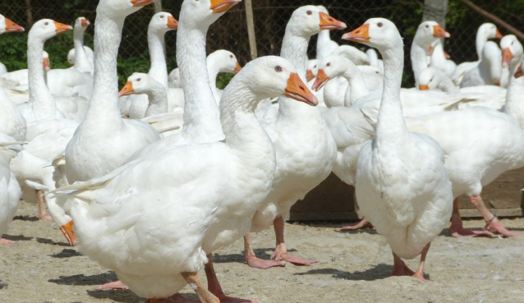 Rohozná na Jihlavsku hlásí ptačí chřipku. Veterináři vybíjí 5 tisíc drůbeže, hlavně hus