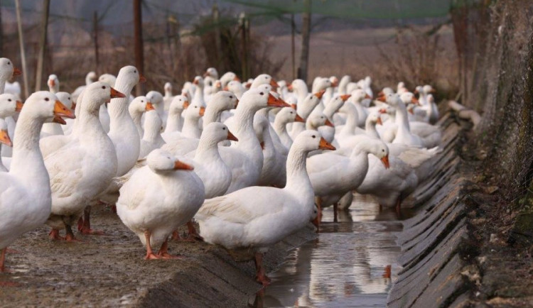 Ptačí chřipka v Rohozné: Pět tisíc hus se vybije zpočátku příštího týdne, v obci platí mimořádné opatření