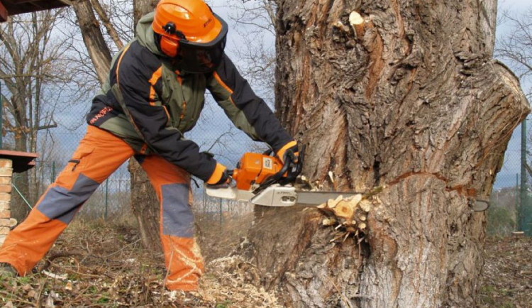 Na Vysočině se loni u silnic pokácelo dvakrát více stromů než vysadilo