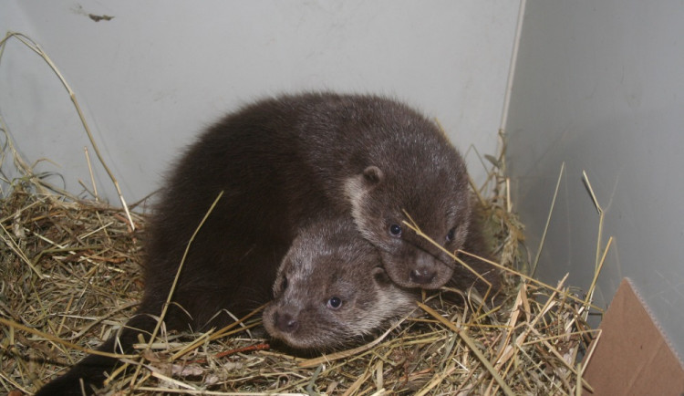 Matku srazilo na silnici auto, dva vydří sirotky pak zachránili pracovníci čerpací stanice