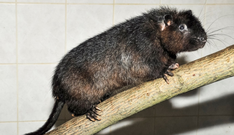 Zoo Jihlava má první letošní mládě, narodila se vzácná velemyš obrovská