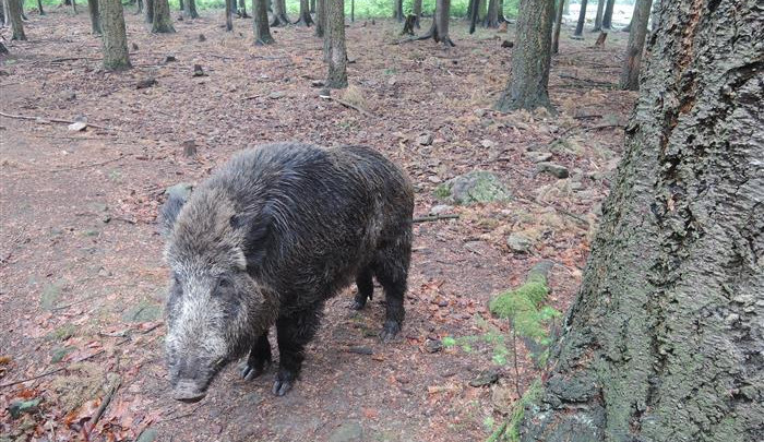Sobota bude na Vysočině patřit sčítání zvěře. Ukáže se, kolik je třeba srnek, daňků, lišek nebo bobrů