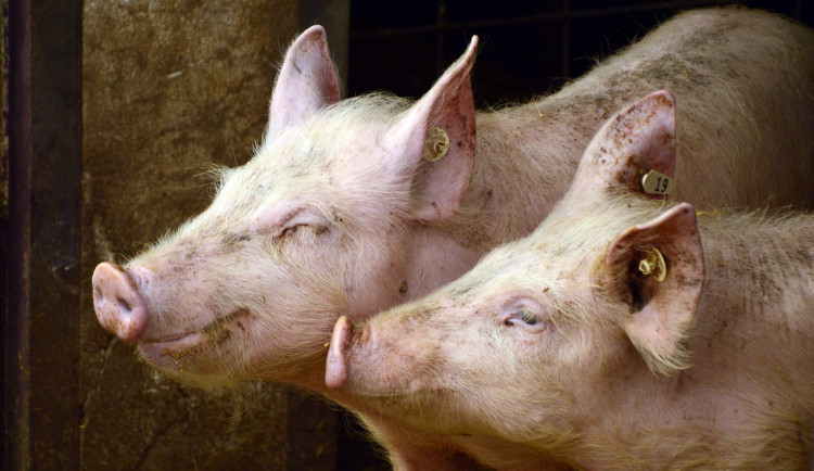 Lidé v Jemnici řekli jasné „ne" stavbě velkochovu a masokombinátu. Proti je i starosta Slabý