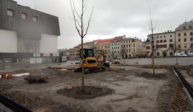 Jihlavské náměstí od úterý zdobí pět jerlínů japonských. Zpřístupněny veřejnosti budou asi za týden