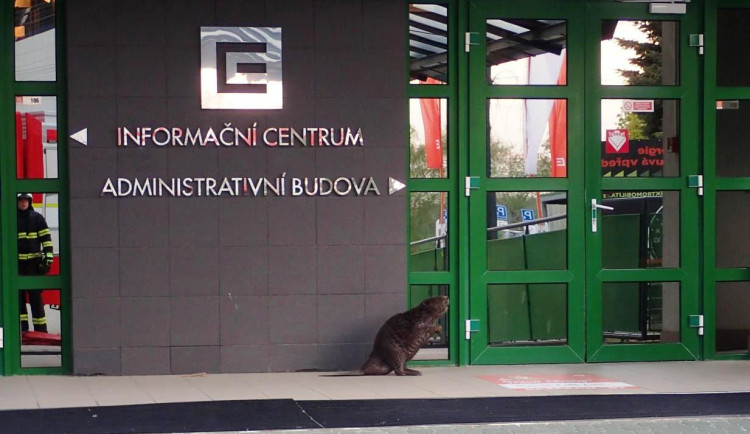 O prohlídku elektrárny měl zájem i bobr evropský. Při odchytu nebyl vůbec agresivní, říká zasahující hasič