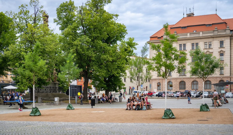 Stromy v Jihlavě se dostaly do finále soutěže. Stejnou metodou se zasadí i zeleň u nových bytových domů