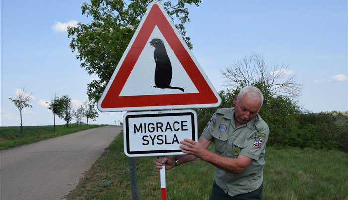 Jediná syslí kolonie na Vysočině se ukládá k zimnímu spánku. V norách bude hibernovat 120 jedinců