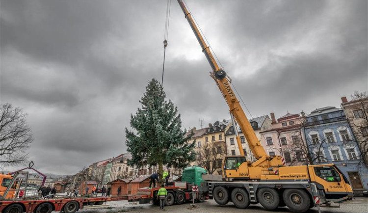 Letošní vánoční strom pro Jihlavu rostl 30 let v obci u Měřína. Je mi ctí, že byla vybrána naše jedle, říká majitelka