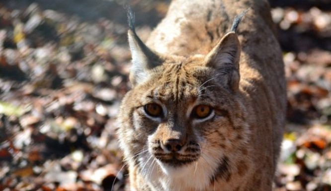 Třináct dní na útěku. Samice rysa ze zoo se ještě nenašla, naposledy byla viděna 5 kilometrů od Jihlavy