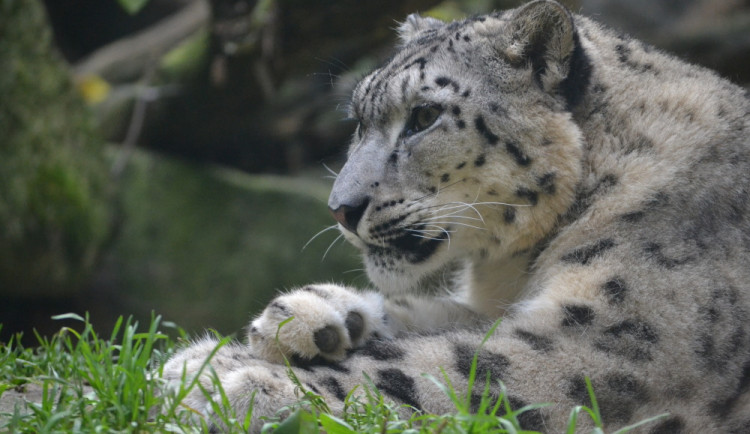 Rok 2022 byl pro jihlavskou zoo rekordní. Jejími branami prošlo víc než 350 tisíc návštěvníků, nejvíce v historii