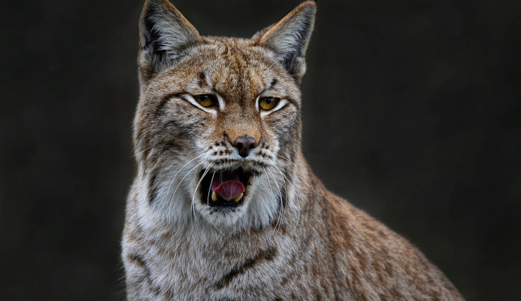 Měsíc mimo výběh. Samice rysa z jihlavské zoo je stále na útěku, lidé ji zahlédli kousek od Jihlavy