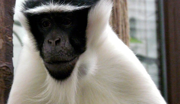 Plánované akvizice v jihlavské zoo. Dorazí chocholatky modré, lákadlem bude i ohrožený kočkodan Rolowayův