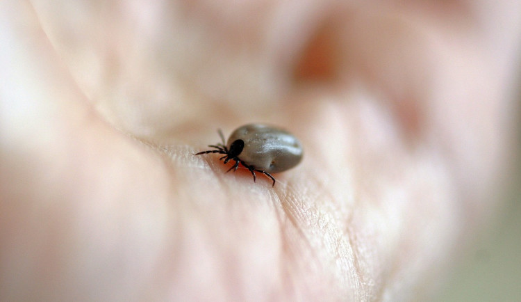 Na jaře začnou být opět aktivní klíšťata. Noste ven světlé oblečení a nechte se očkovat, radí hygienici
