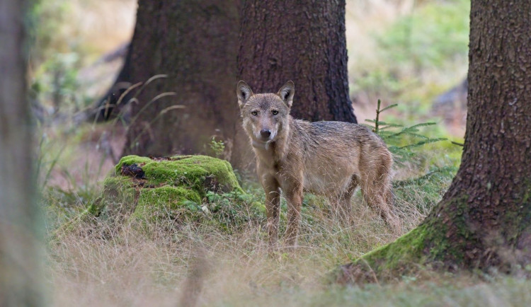 FOTO: Na Žďársku se skoro po 200 letech narodila vlčí mláďata. Otec je z Polska, matka z Králického Sněžníku