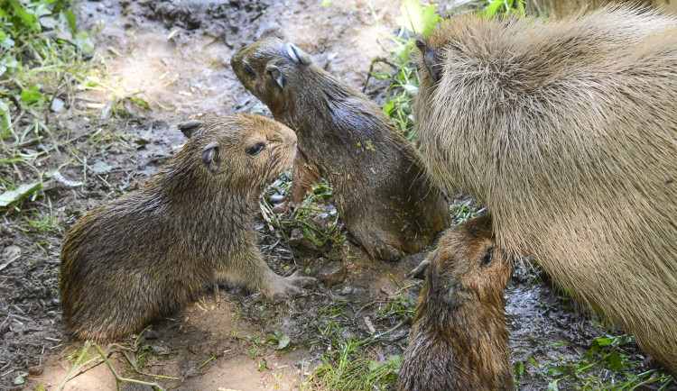 Jihlavská zoo slaví tři nové přírůstky, ve středu se narodila mláďata kapybary