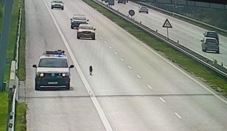 Po dálnici D1 běhá husky. Prosíme majitele, aby volal linku 158, vzkazuje policie