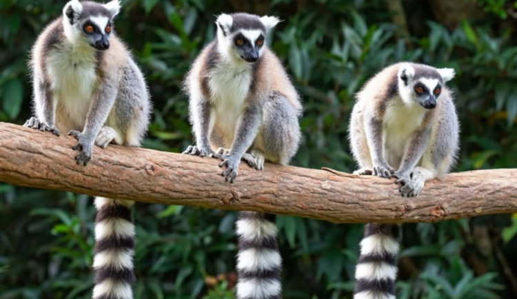 Za lemury nemusíte až na Madagaskar. Zajděte zítra do ostravské zoo na přednášku