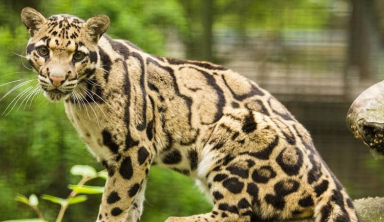 Ostravská zoo ukončila chov vzácných pardálů obláčkových. Samici musela utratit