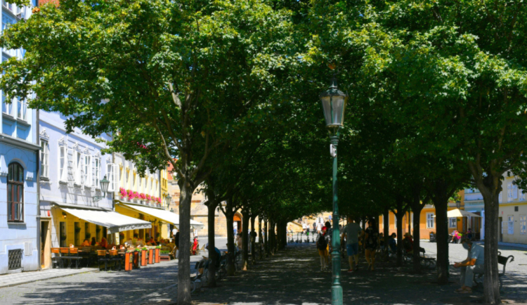 Začal patnáctý ročník soutěže Alej roku. Nominujte své oblíbené stromořadí
