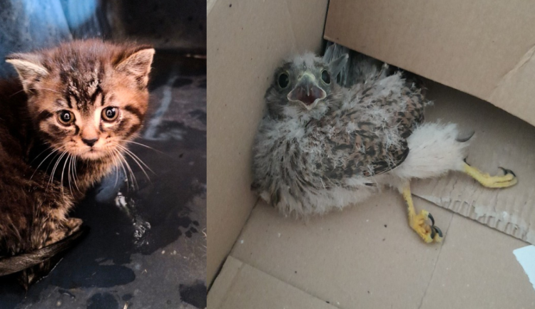 Strakonická policie zachránila 40 zvířat, včetně ježka, rehka a poštovního holuba