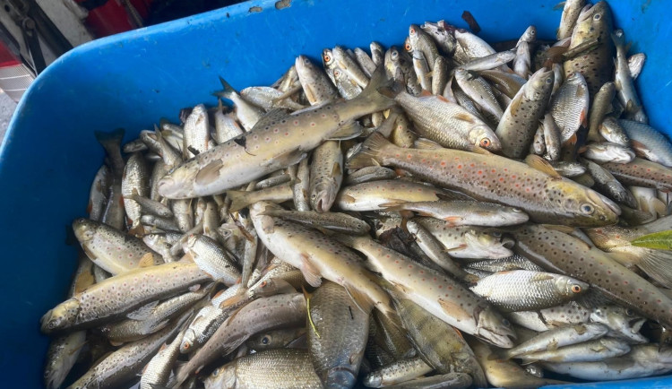 Únik neznámé látky v Jáchymovském potoce způsobil úhyn ryb