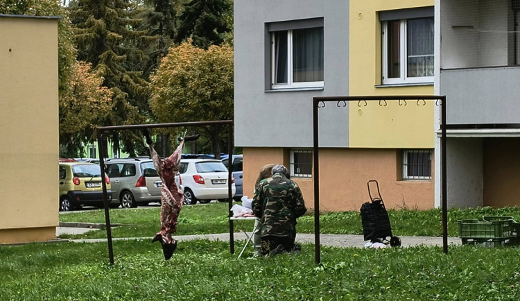 Rozřezaný divočák na sušáku. Scéna mezi paneláky v Olomouci rozvířila emoce