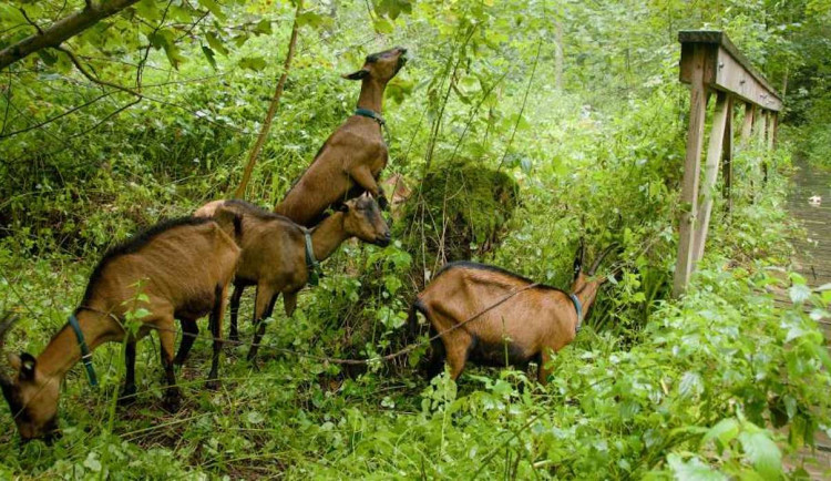 Kozy se pasou v přírodní památce Peklo. Pomáhají zlepšit podmínky pro vzácné bledule