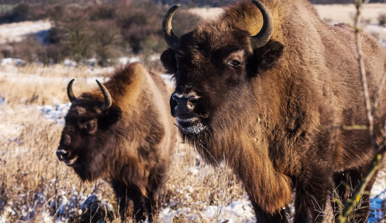 Velcí kopytníci uzdravují krajinu. Zubři pomáhají ukládat uhlík a vracejí život černozemi