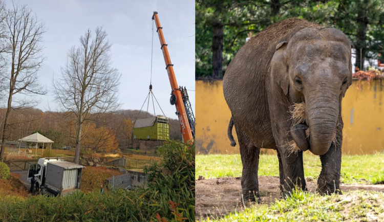 VIDEO: Podívejte se, jak se převážel mladý slon. Z ostravské zoo odcestoval do Francie