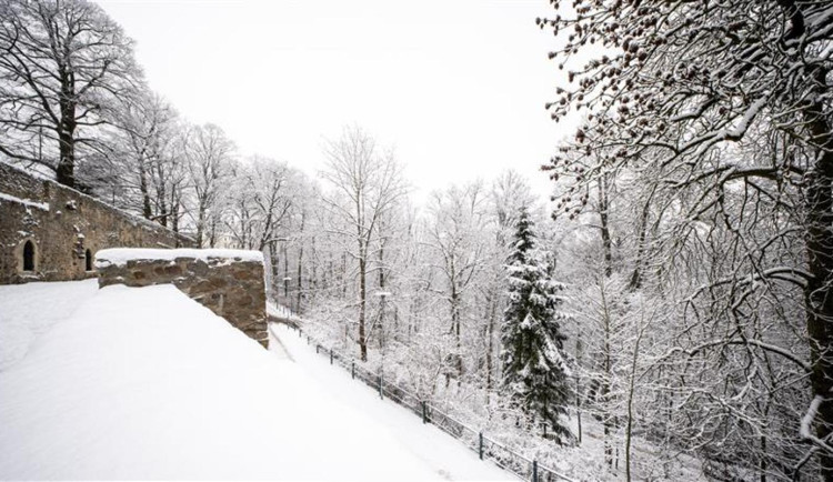 Těžký sníh láme větve borovic na Heulosu. Lidé by tam raději neměli chodit