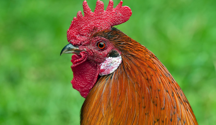 Slepice v Ivančicích se nakazily pseudomorem, veterináři je museli utratit