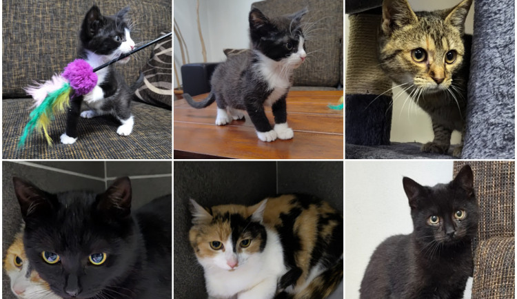 HLEDÁME PÁNÍČKA: Po novém domově touží před Vánocemi pětice kočiček