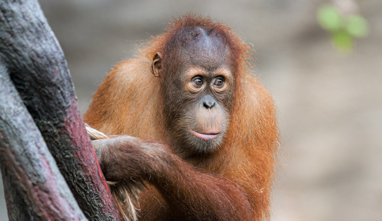 V pražské zoo zahynul mladý orangutan Kawi, utopil se v příkopu