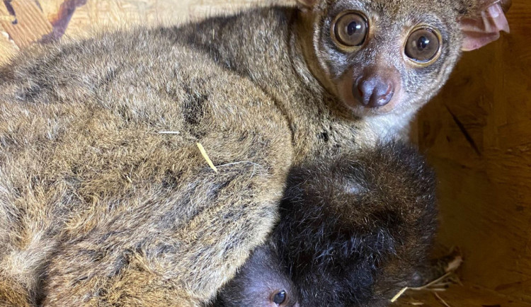 VIDEO: Novoroční radost z mláďat v Zoo Jihlava. Živo je u lenochodů i komb