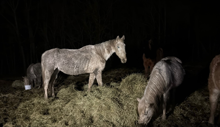 Jednu kobylu už nešlo zachránit. Chovatelky líčí krutý osud zanedbaných koní v Noskově