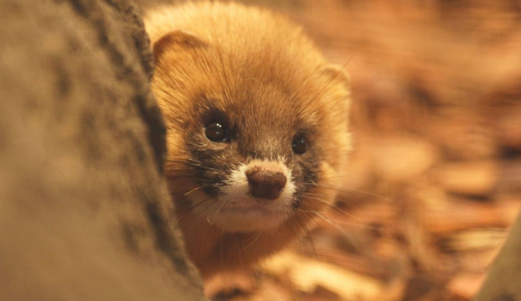 Roztomilý přírůstek v ostravské zoo. Vzácný kolonok přicestoval z Německa
