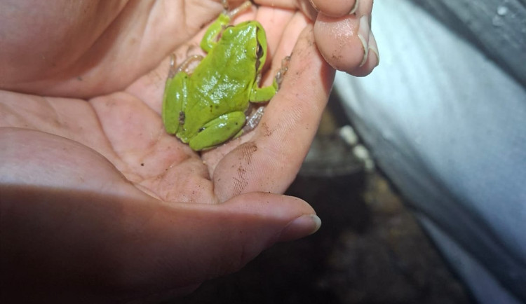 Nebezpečná cesta za láskou. Obojživelníky na Písecku chrání speciální bariéry